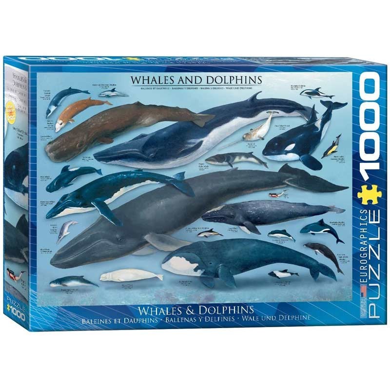 Puzzle 1000 Piezas Tipos de Ballenas y Delfines