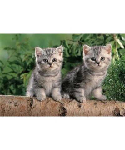 17129. Puzzle Trefl 60 piezas Two Tiny Kittens "Dos gatitos"